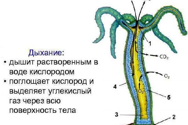 Кракен маркет даркнет только через