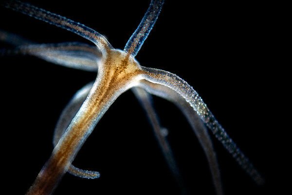Новая длинная ссылка на kraken