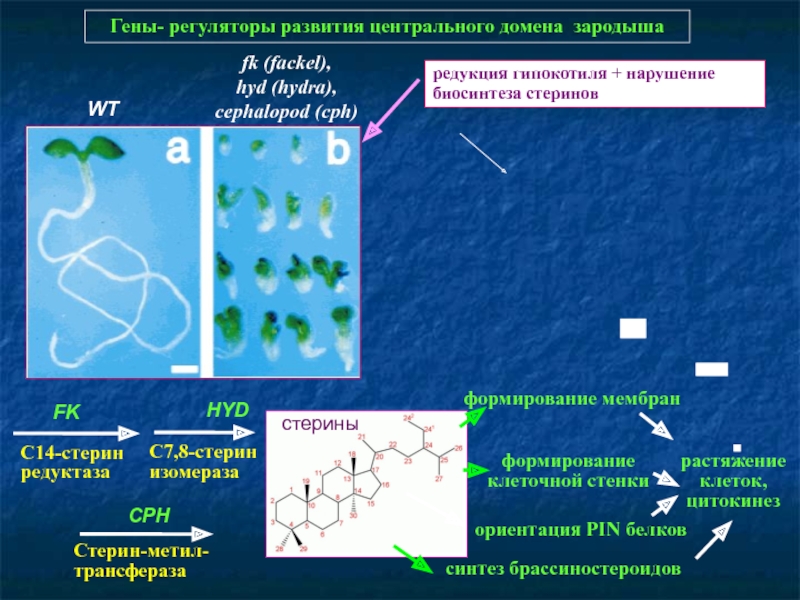 Кракен перестал работать